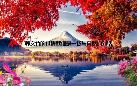 养文竹的过程就像是一场与自然的对话