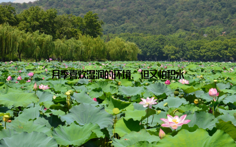 月季喜欢湿润的环境, 但又怕积水