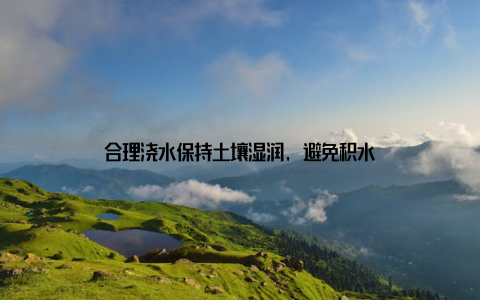 合理浇水保持土壤湿润, 避免积水