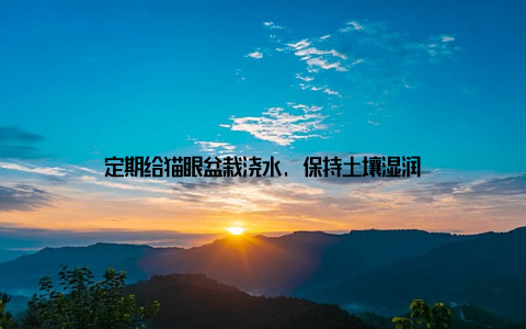 定期给猫眼盆栽浇水, 保持土壤湿润