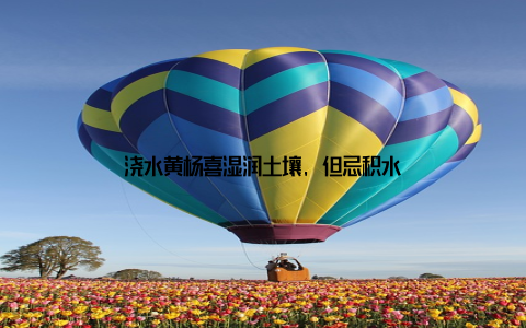 浇水黄杨喜湿润土壤, 但忌积水