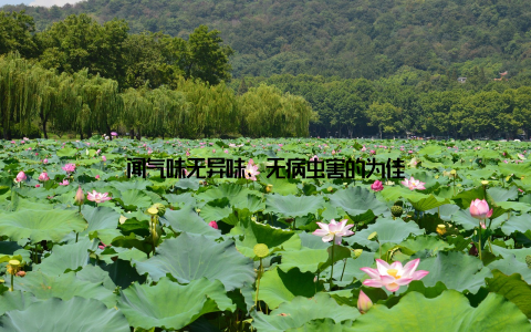 闻气味无异味、无病虫害的为佳