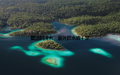 要适时浇水, 避免积水或干旱