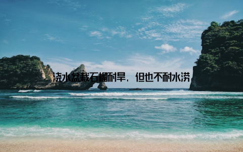 浇水盆栽石榴耐旱, 但也不耐水涝