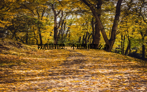 我心急如焚, 不知道该怎么办