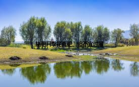 施肥月季花喜肥, 但不宜过量