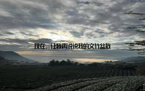 现在, 让我再说说我的文竹盆栽