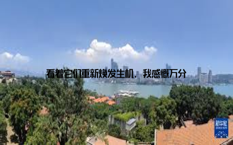 看着它们重新焕发生机, 我感慨万分
