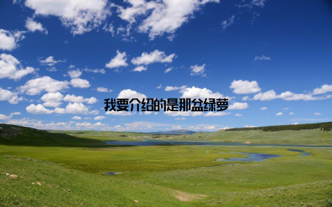 我要介绍的是那盆绿萝